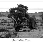 Tree of Australia