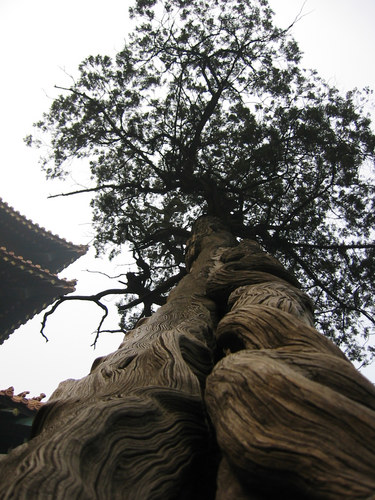 Tree of Confucius