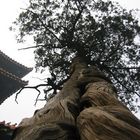 Tree of Confucius