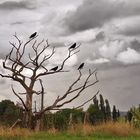 Tree of Crows