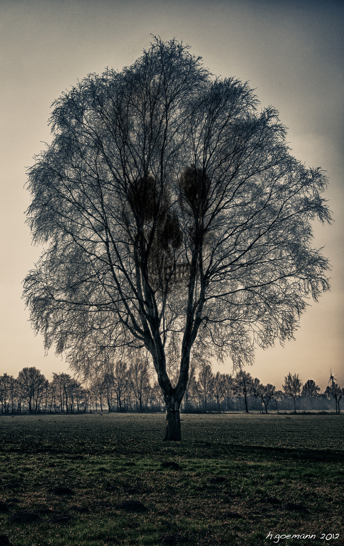 Tree Of Death