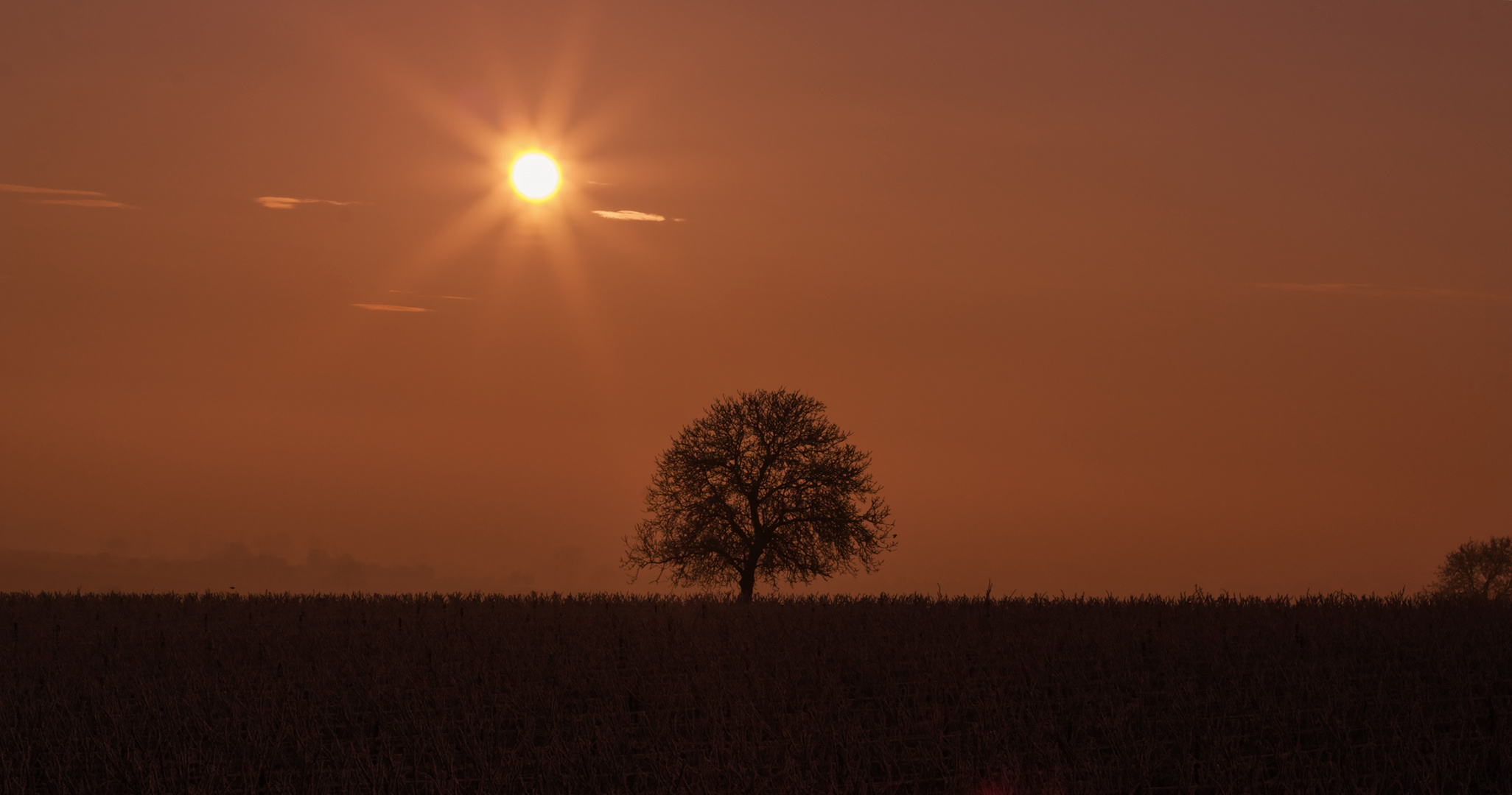 Tree of gentle souls ...