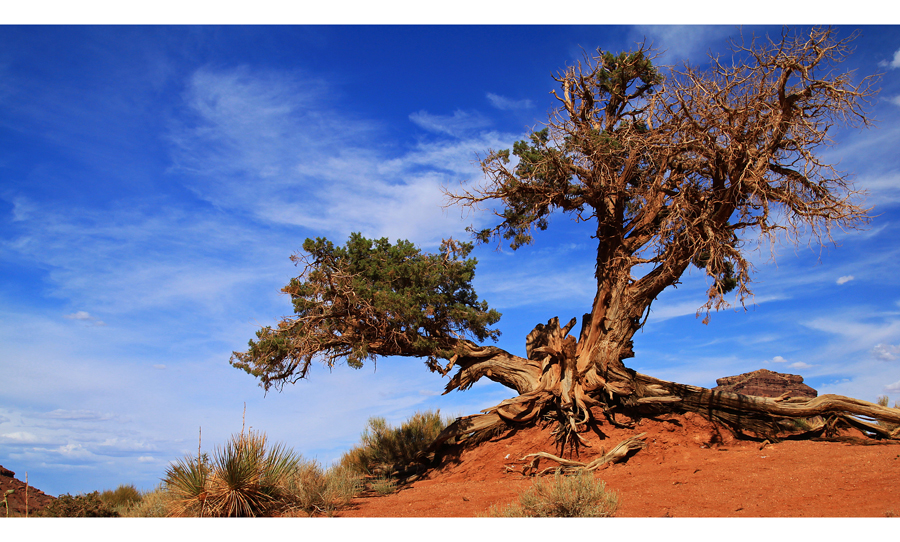 Tree of Hope