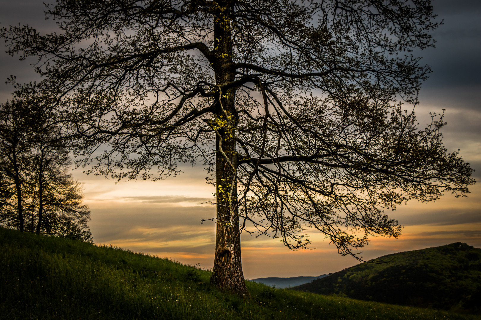 TREE OF HOPE