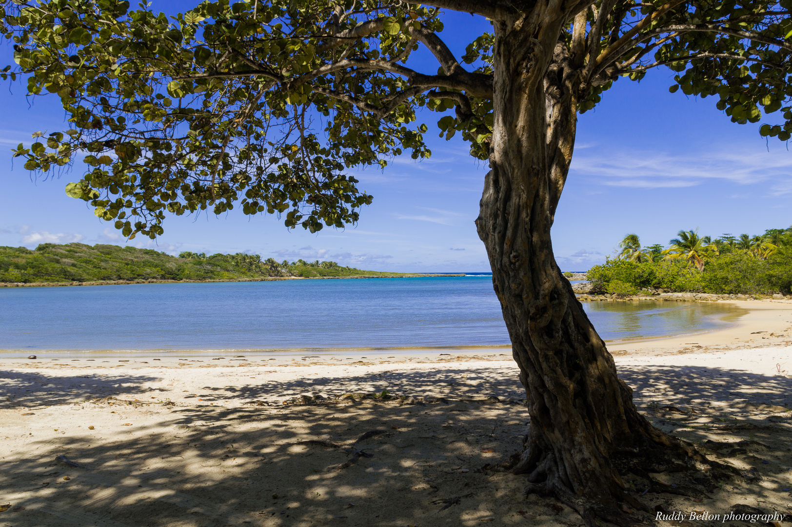 Tree of La Baie