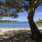 Tree of La Baie