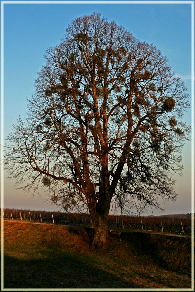 Tree of life