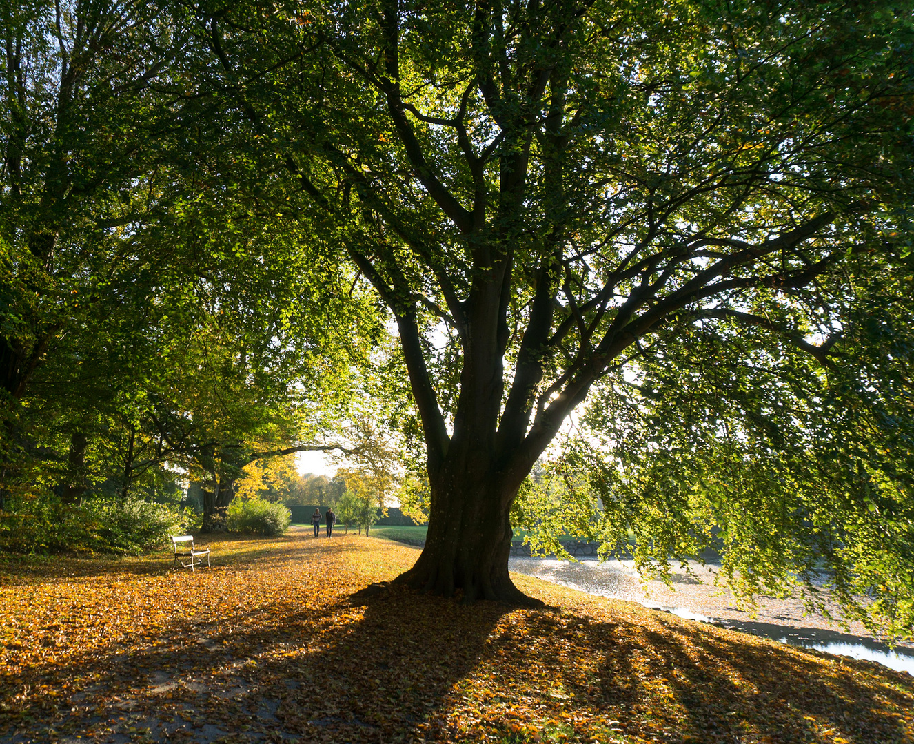 Tree of Life