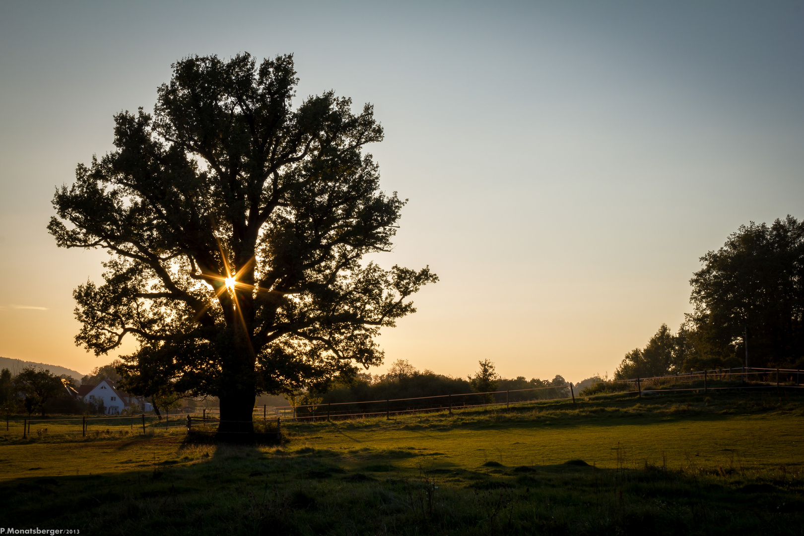 Tree of life