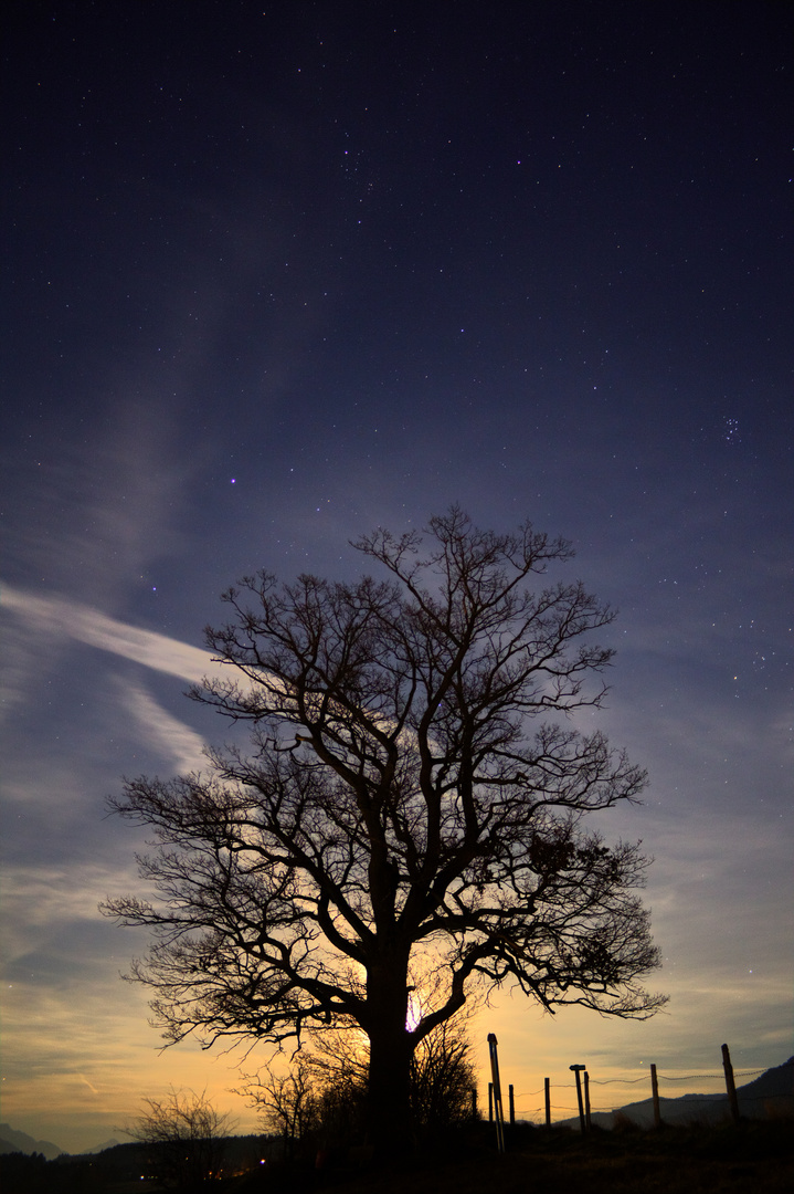 Tree of life