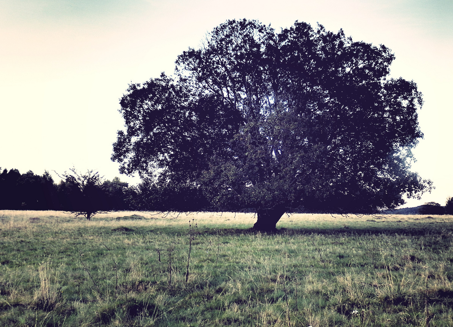 Tree of life I