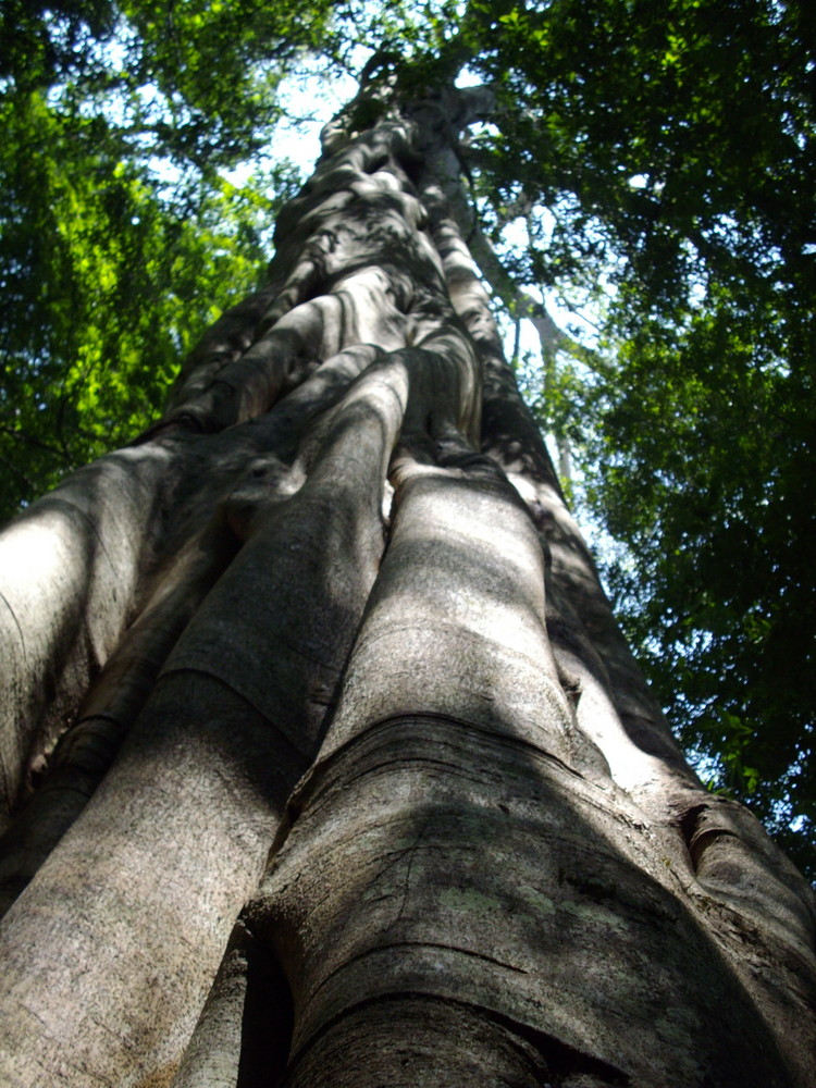 Tree of life ...killer of forest