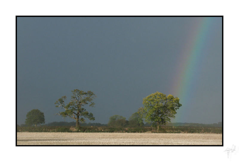 tree of light