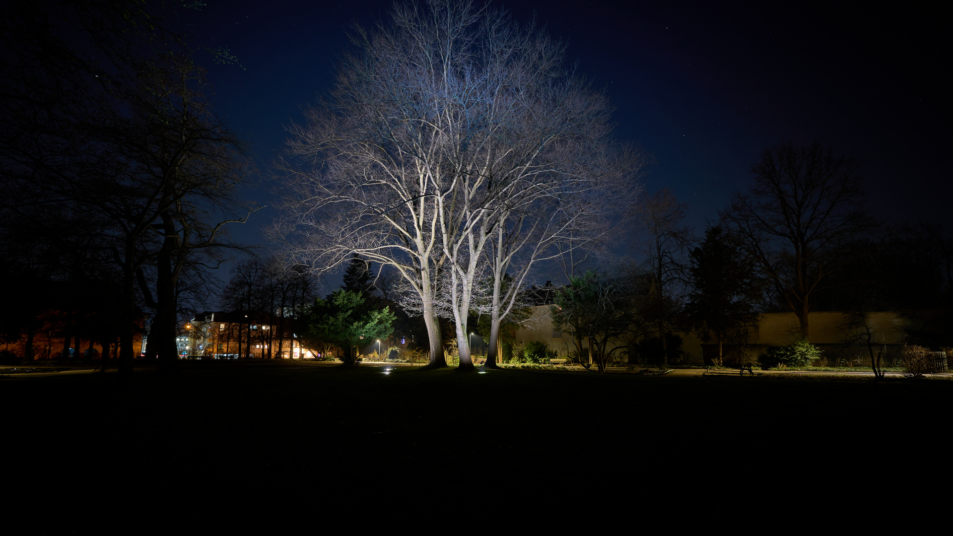 Tree of Light