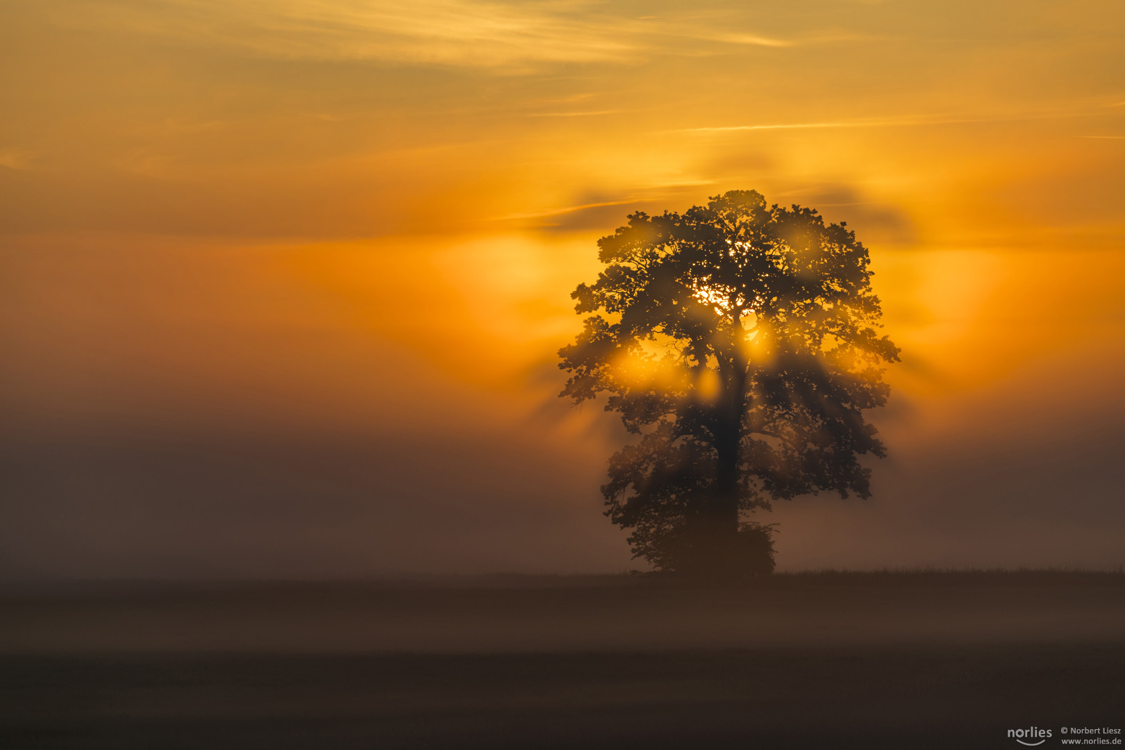 tree of light