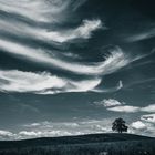Tree of Münsing and Clouds 