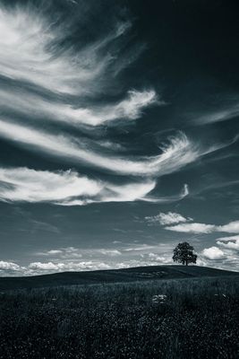 Tree of Münsing and Clouds 