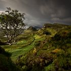 tree of Quiraing.