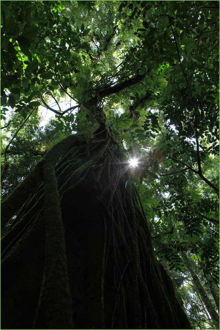 " tree of souls"