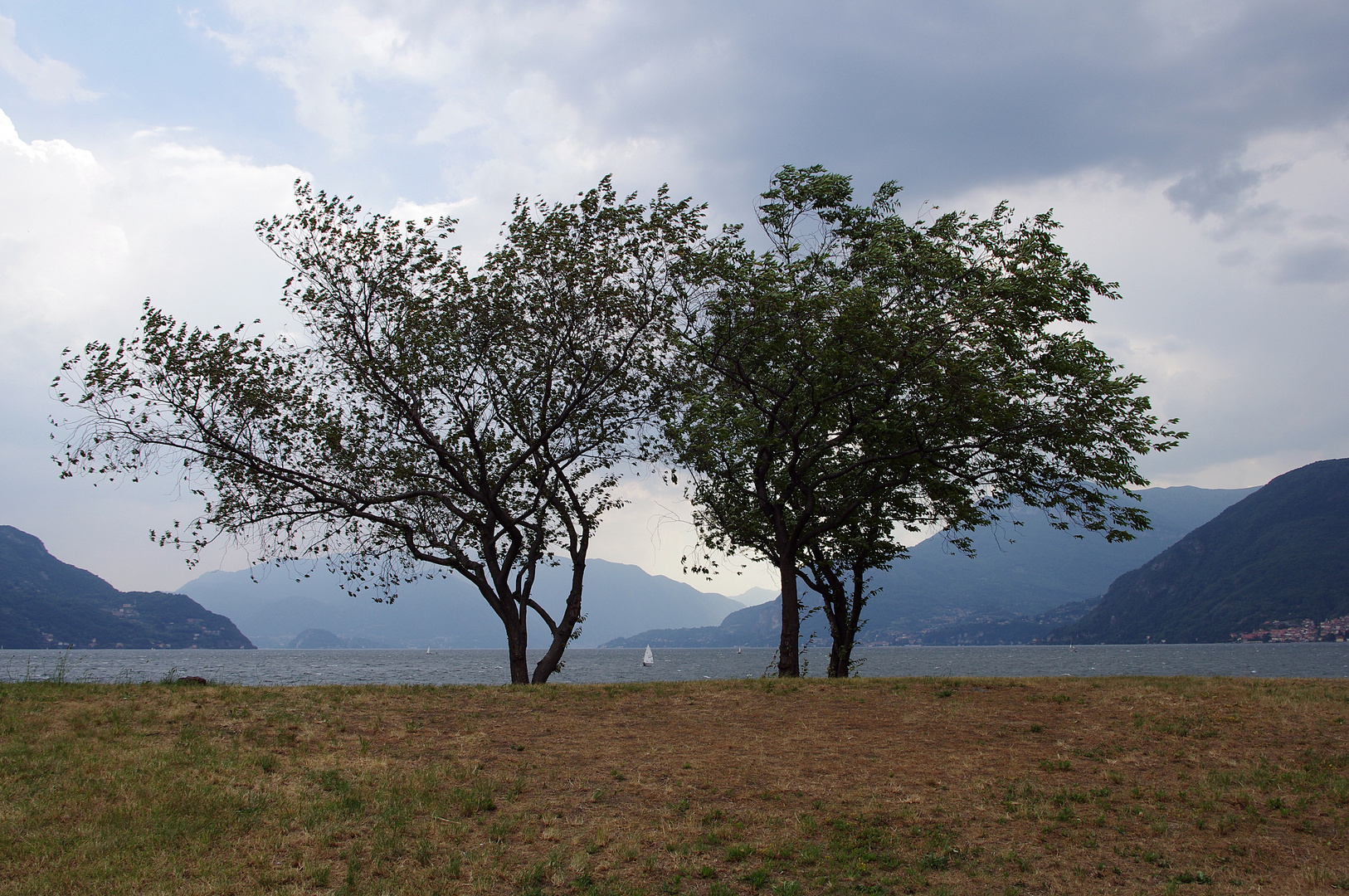 tree of wind