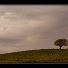 Tree on a hill