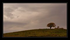 Tree on a hill