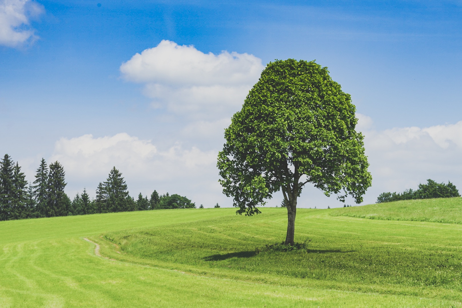 Tree on a meadow