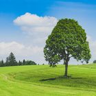 Tree on a meadow