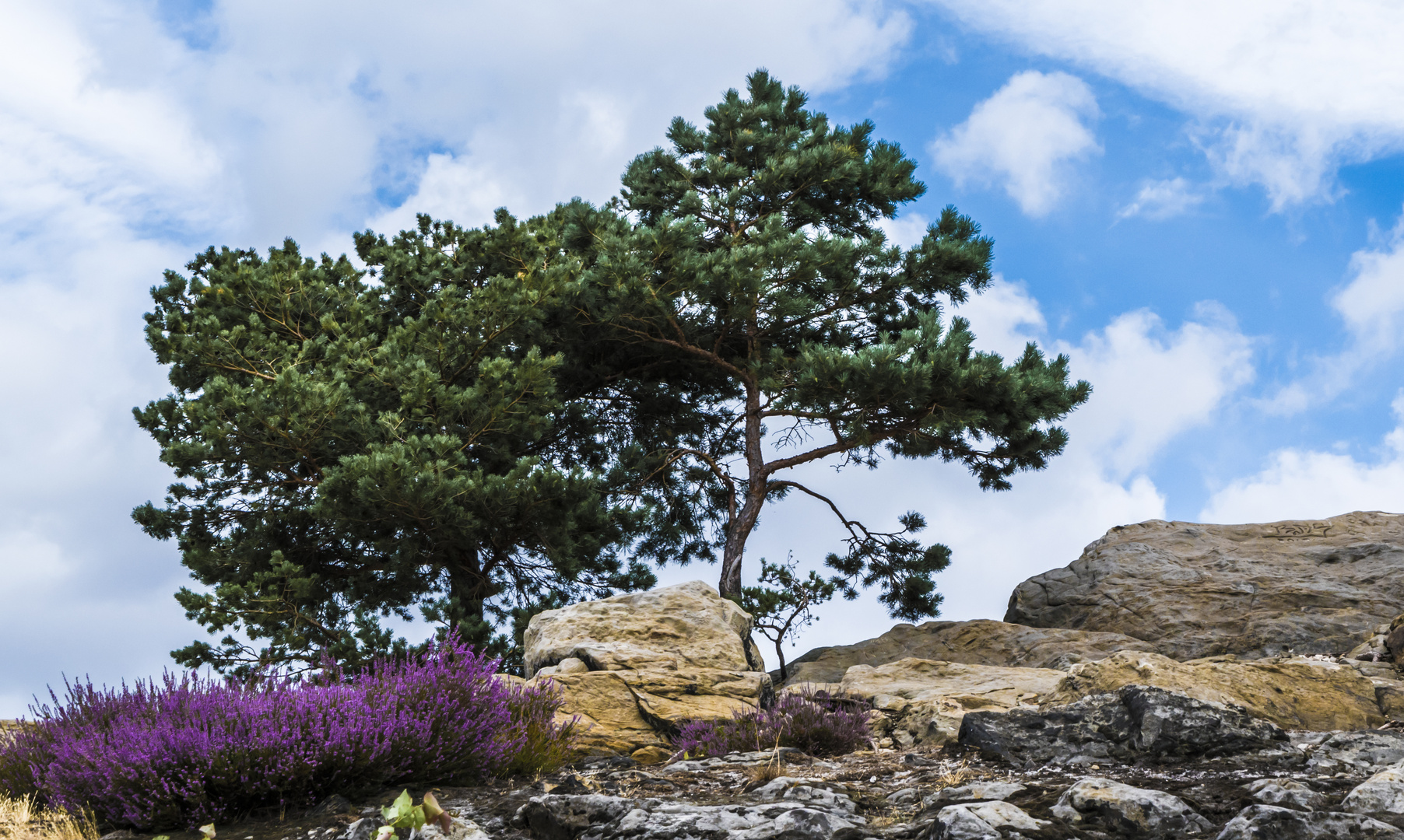 Tree on a rock