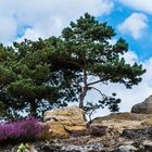 Tree on a rock