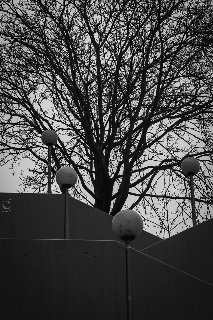 tree on concrete