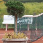 tree on court