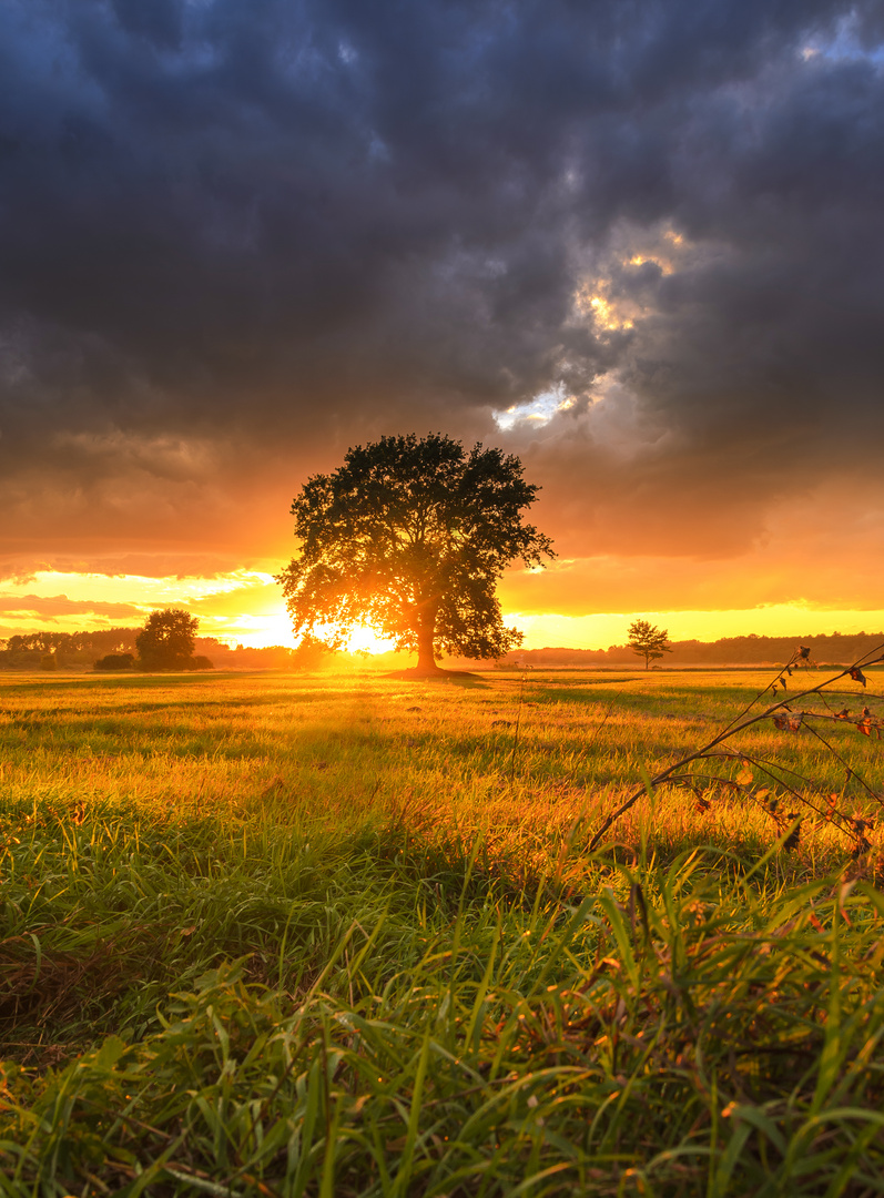 Tree on Dramatic Sunset