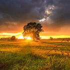 Tree on Dramatic Sunset