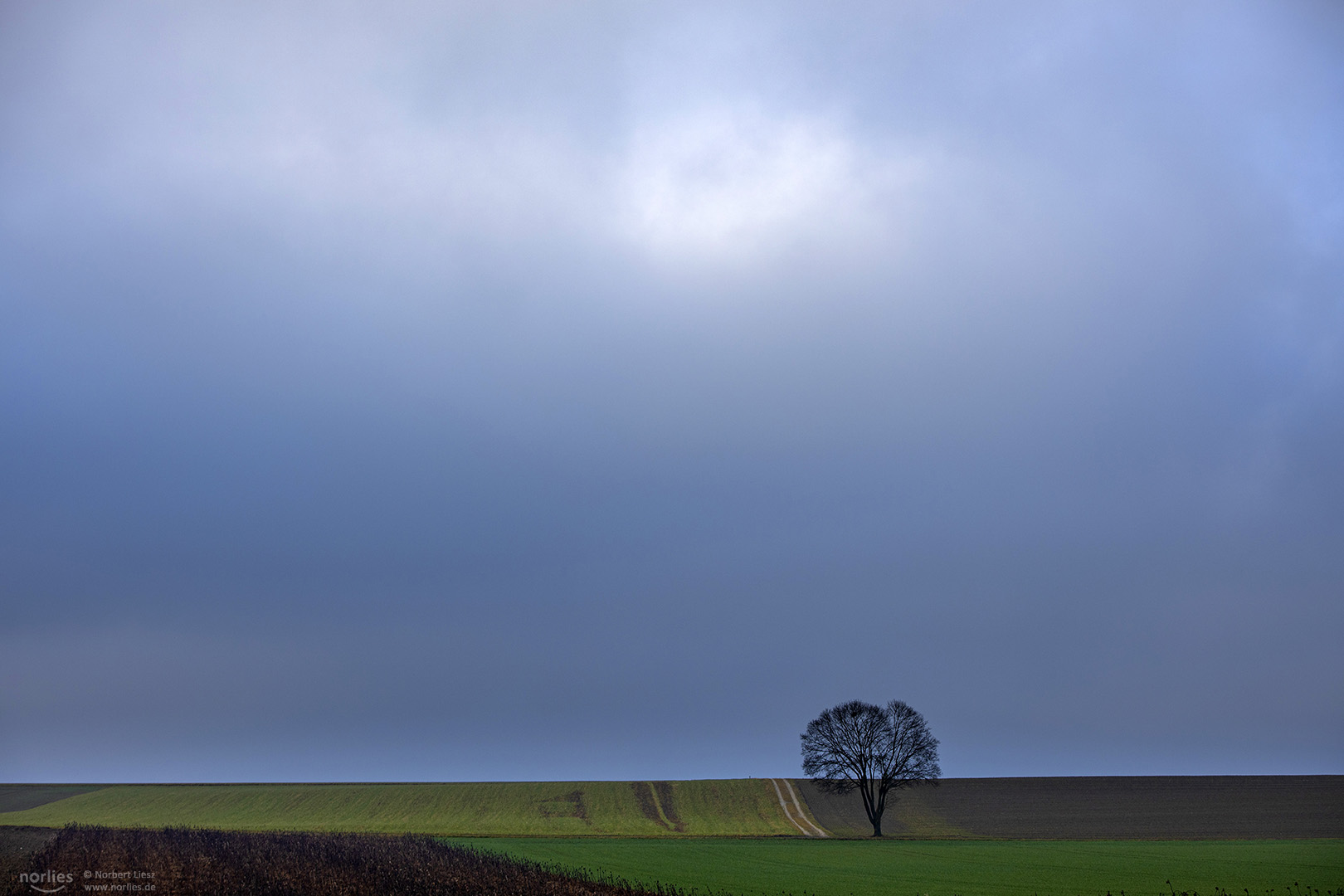 tree on field