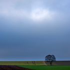 tree on field