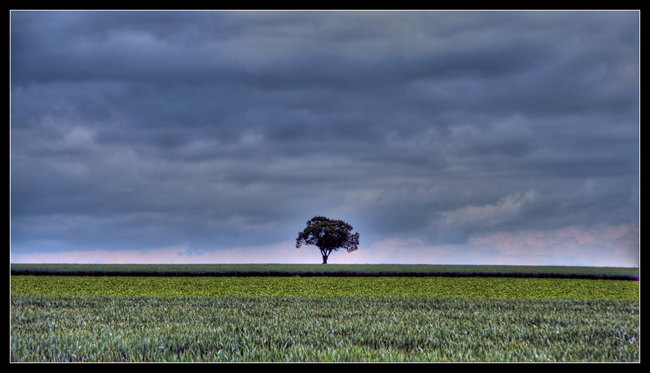 Tree on field