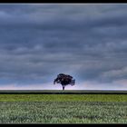 Tree on field