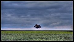 Tree on field