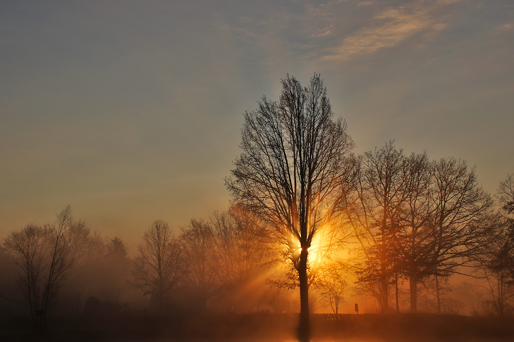 tree on fire