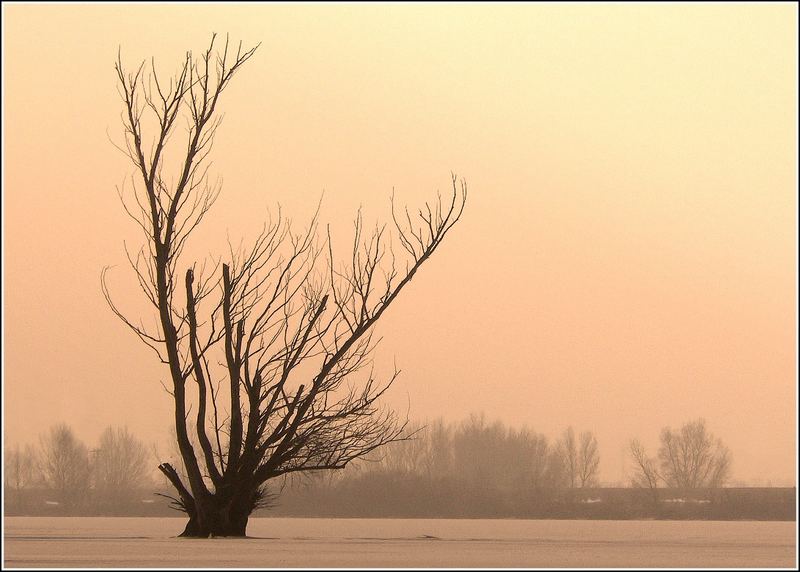 Tree on frozen lake