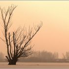 Tree on frozen lake