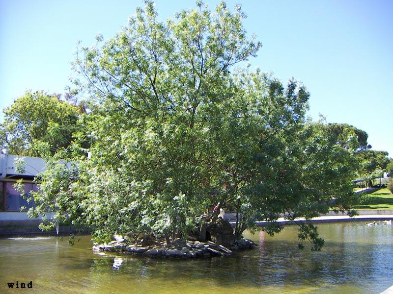 Tree on lake