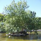 Tree on lake