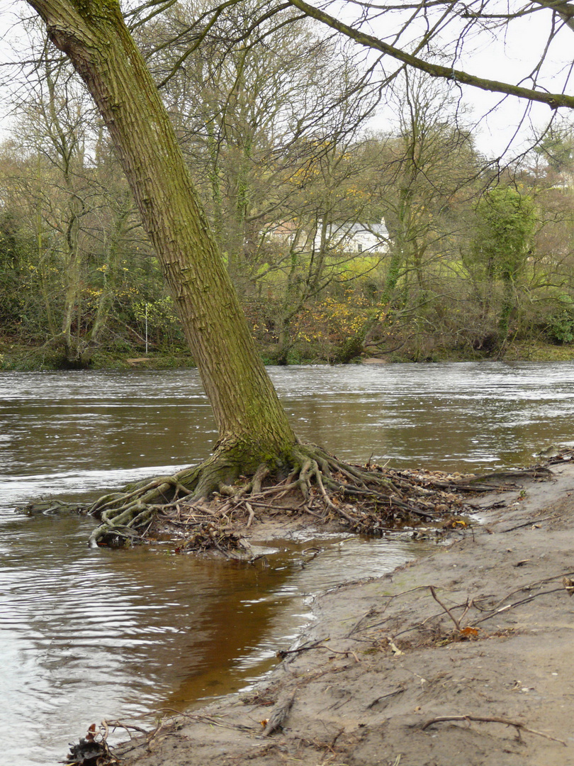 Tree on River Swale