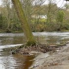 Tree on River Swale