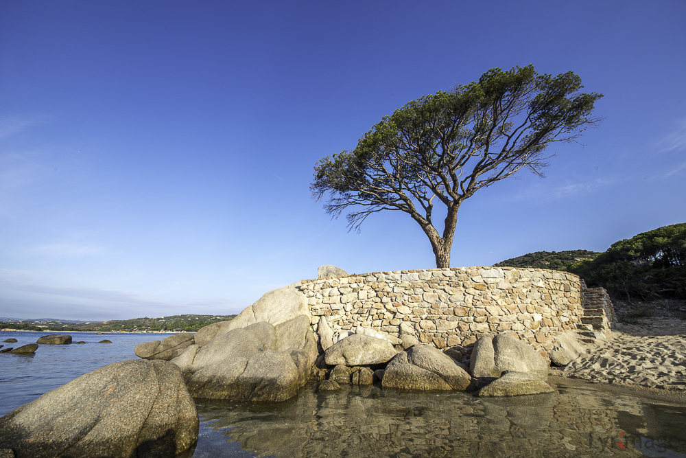 Tree on the beach (Baum am Strand)