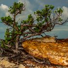 Tree On The Cliff