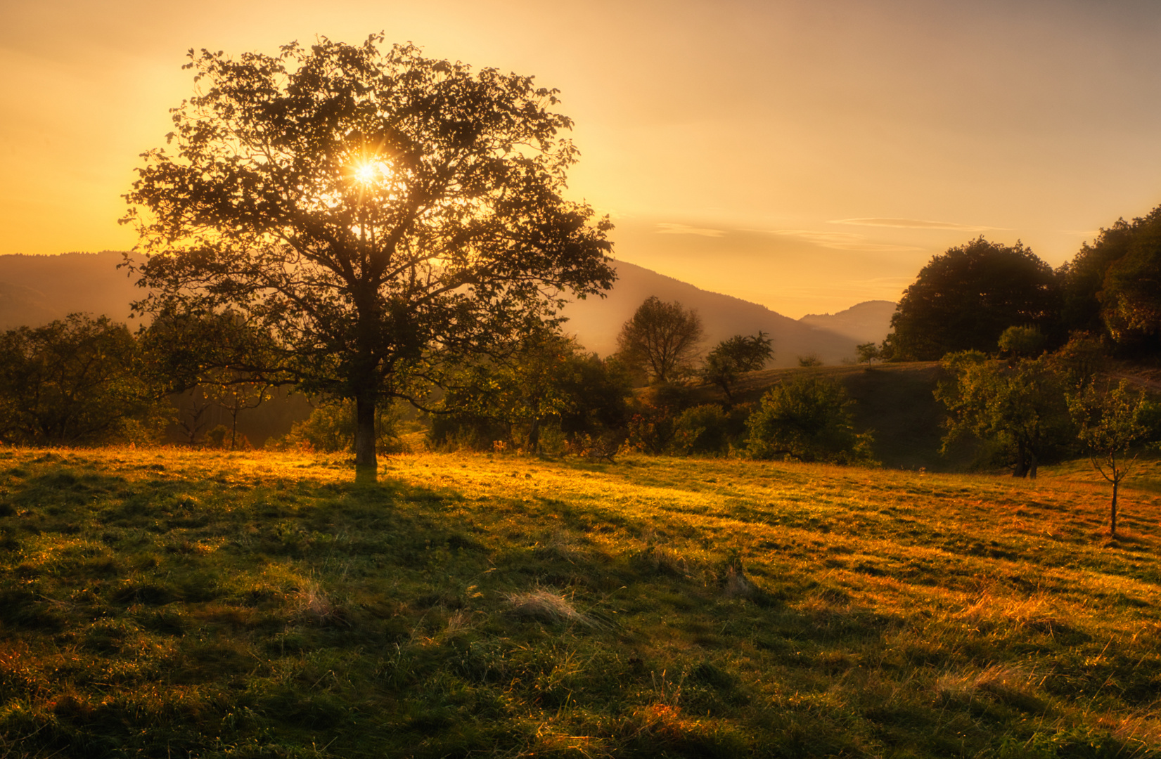 Tree on the Hilltop