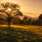 Tree on the Hilltop